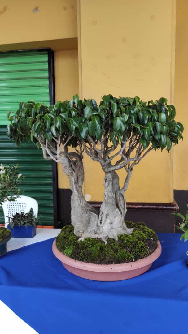 Exposición y taller de la técnica de árbol bonsái y su influencia en la cultura guatemalteca