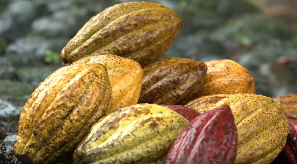 CACAO (Cultura K´iche´)